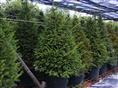 浙江红豆杉种植场-红豆杉4
