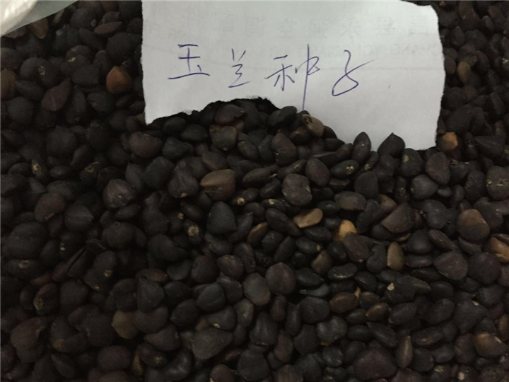 玉兰种子