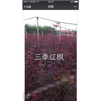 青枫小苗