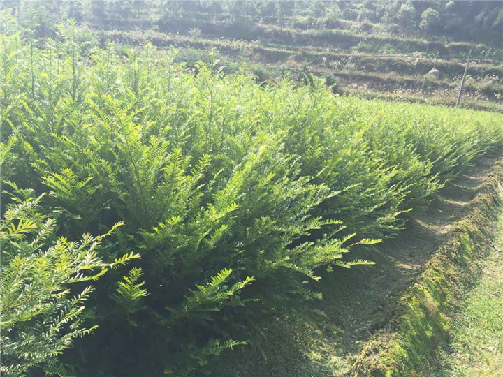 红豆杉小苗