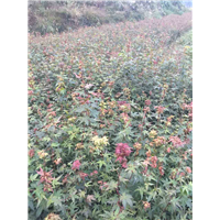 鸡爪槭大小苗