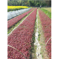 红枫鸡爪槭芽苗
