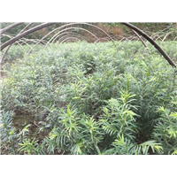 红豆杉小苗