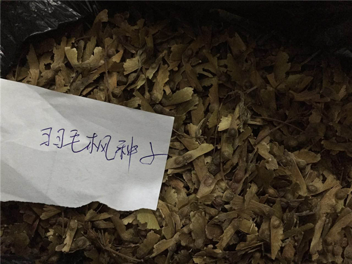 羽毛枫种子