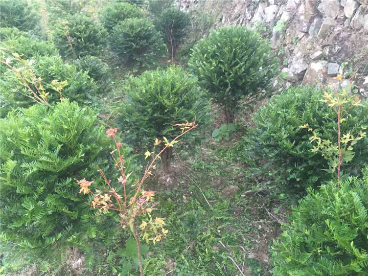 红豆杉盆景苗
