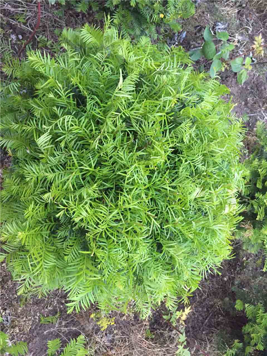 红豆杉盆景苗