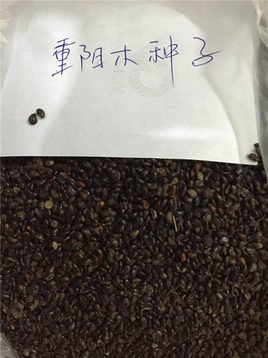 重阳木种子