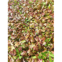 红枫鸡爪槭芽苗