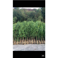 红豆杉大小苗