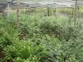 浙江红豆杉种植场-红豆杉1 