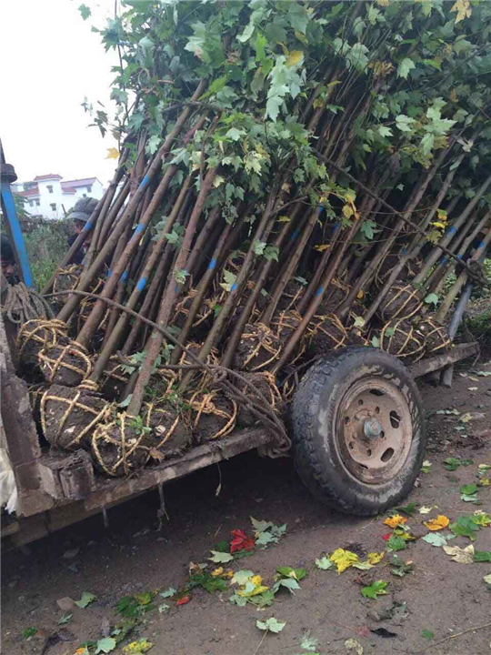 美国红枫