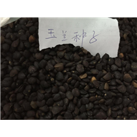 玉兰种子