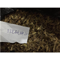 羽毛枫种子