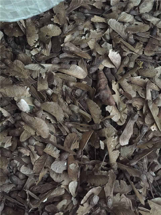 青枫种子