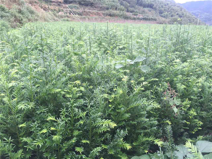 红豆杉小苗