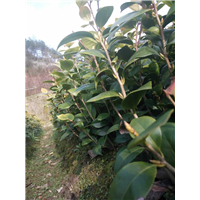 茶花小苗
