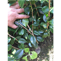茶梅小苗