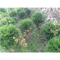 红豆杉盆景苗