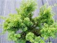 浙江红豆杉种植场-红豆杉3