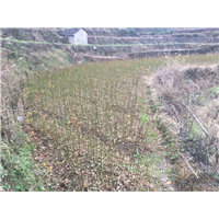 青枫小苗