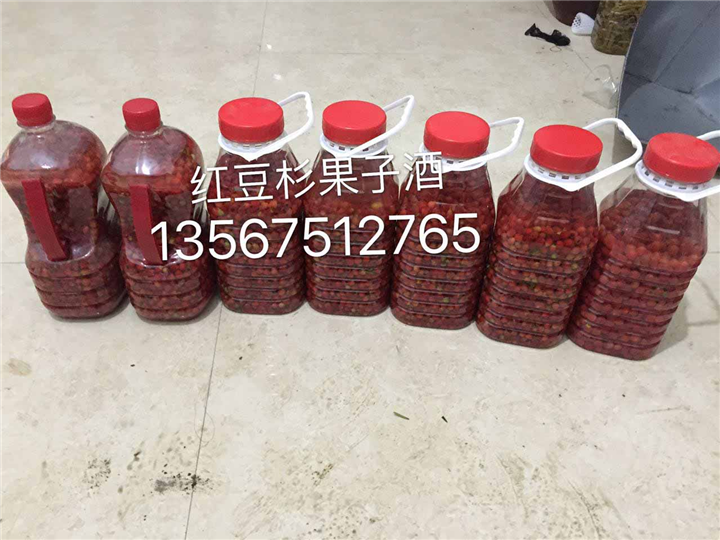 红豆杉果子酒
