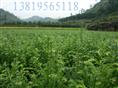 浙江新昌红豆杉-2009930135119197