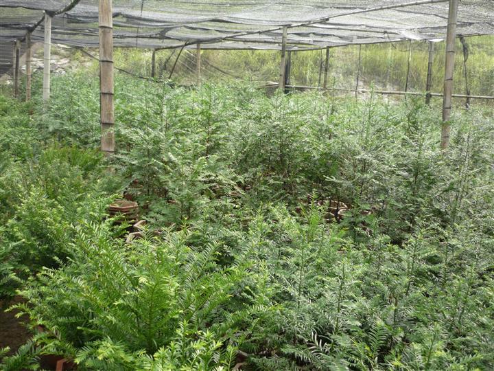 浙江红豆杉种植场-红豆杉1 