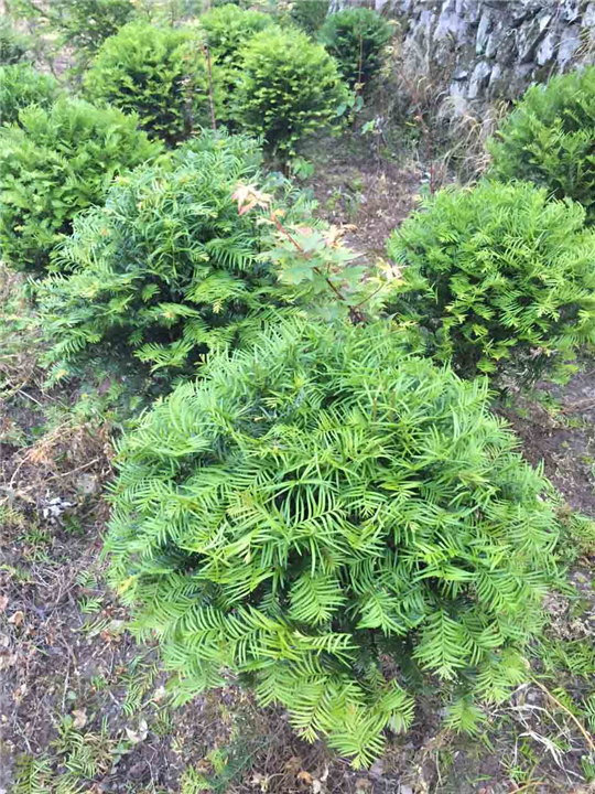 红豆杉盆景苗