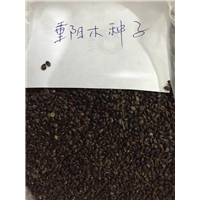 重阳木种子