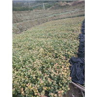 茶花小苗