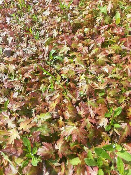 红枫鸡爪槭芽苗