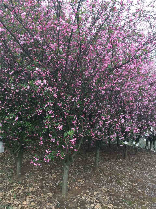 垂丝海棠