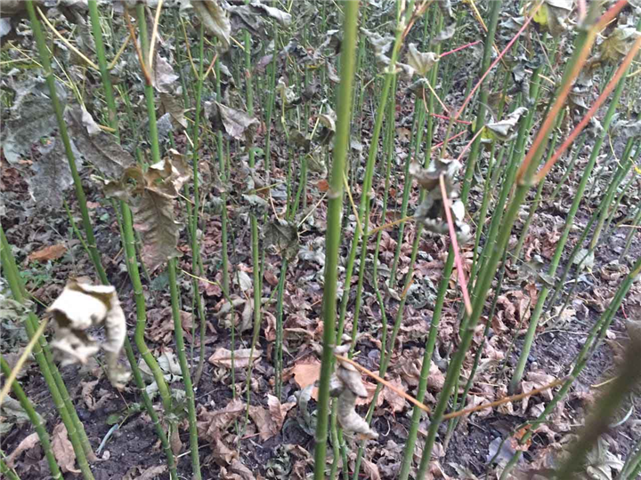 青枫小苗