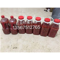 红豆杉果子酒
