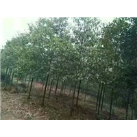 益阳移植多杆香樟须根发达网购微商都在** 