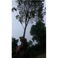 650顷香樟树湖南基地&多样香樟树低价格厂家销售 