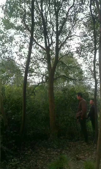 供应全枝香樟树批发断枝光干香樟树 