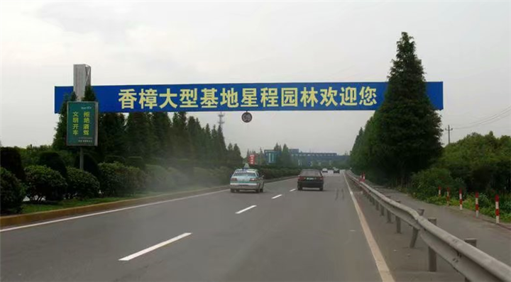 单杆丛生香樟树基地欢迎您 