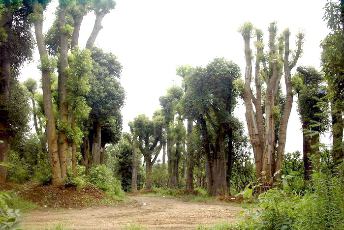 湖南香樟—湖南香樟苗木基地05