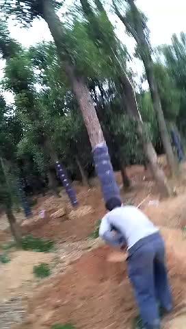 香樟树发宁波北仑发安顺平坝 