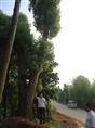 移植香樟树“湖南非凡园林**多”4500亩香樟任您挑选 