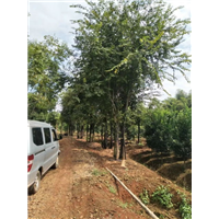 生货香樟树熟货香樟树全国联网销售价 
