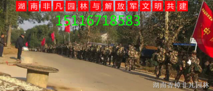 香樟香樟树非凡园林与子弟兵军民共建 