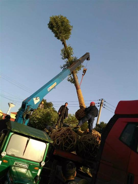 23厘米移植直高杆香樟树发往营山公安局 