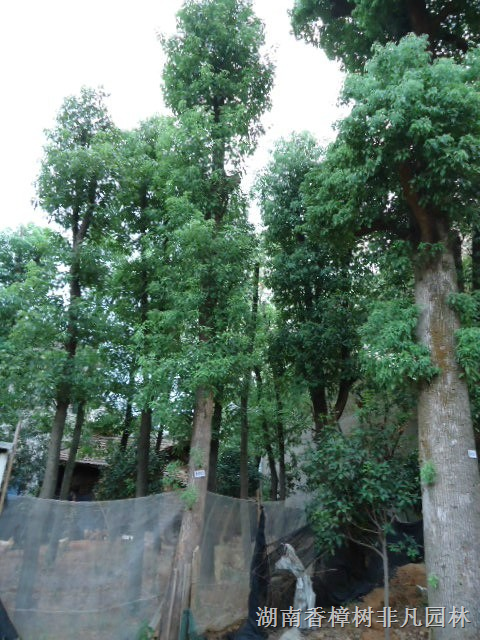 9月后益阳香樟****香樟特新照片亮相 