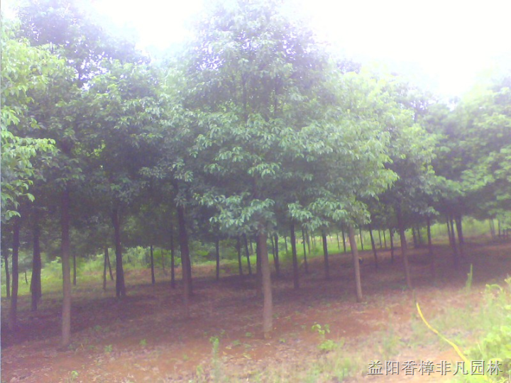 香樟树是湖南益阳香樟树好，还是浏阳长沙香樟树好？ 