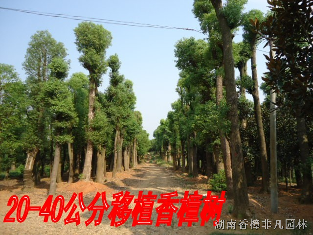 贵州香樟树四川安徽云南挺亮陕西益阳香樟树 