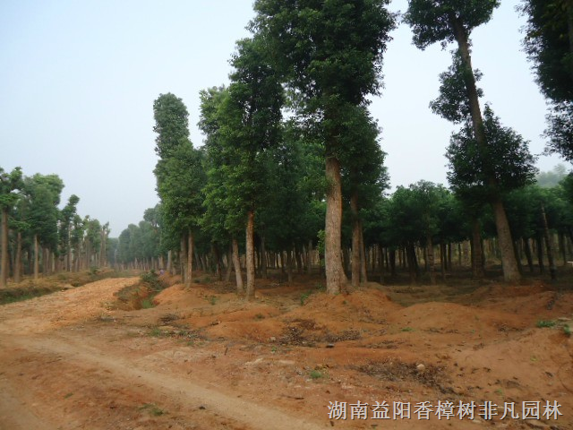 香泡_香泡树_求购香泡_香泡树就来湖南益阳 