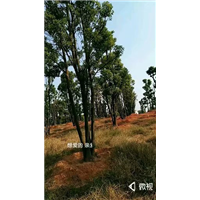2019香樟树照片亮相@大型香樟树基地品牌猪年开园 