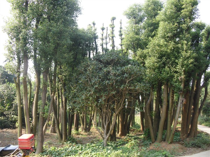 移植香樟—湖南香樟|湖南香樟园林|湖南香樟基地21 
